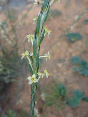 Struthiola leptantha