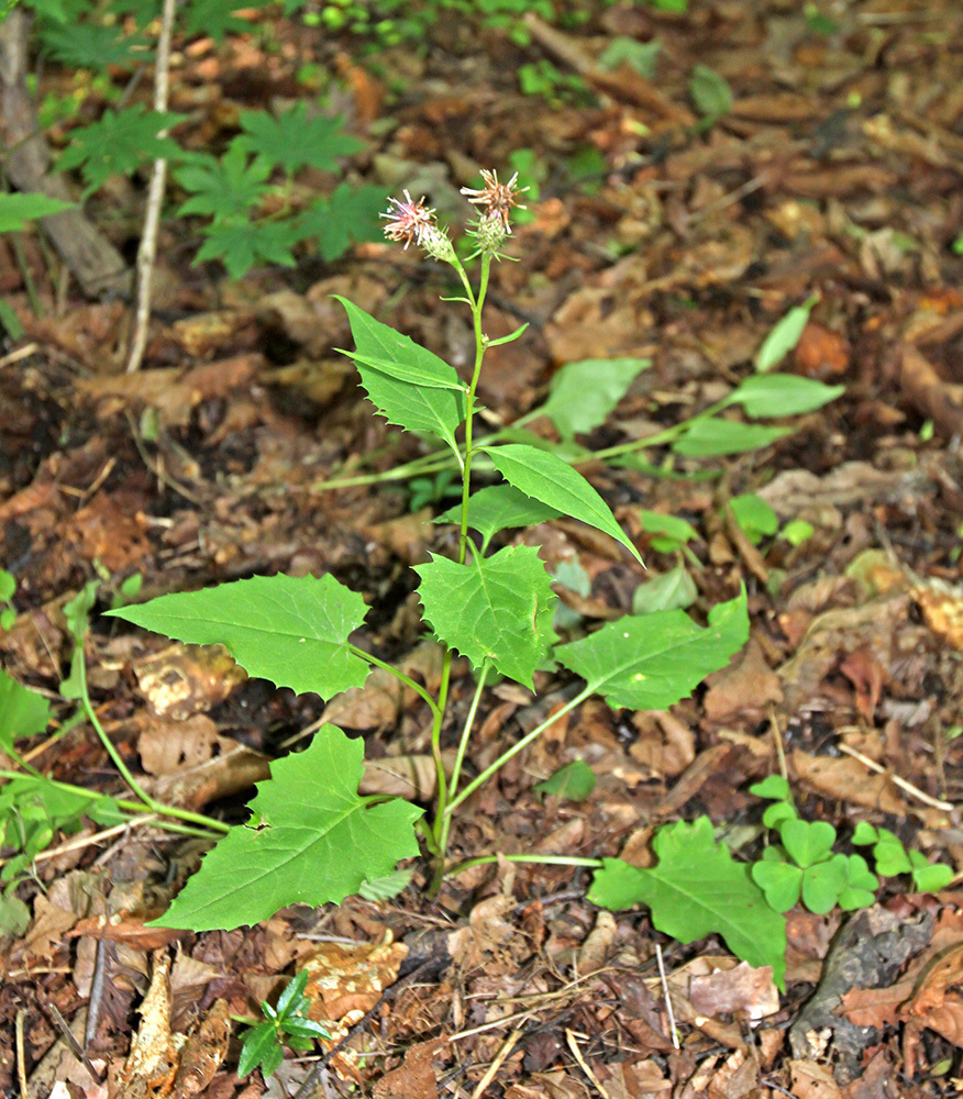 Saussurea subtriangulata
