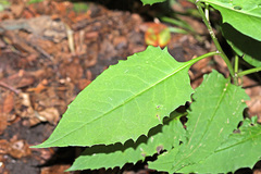 Saussurea subtriangulata