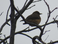 Turdus grayi