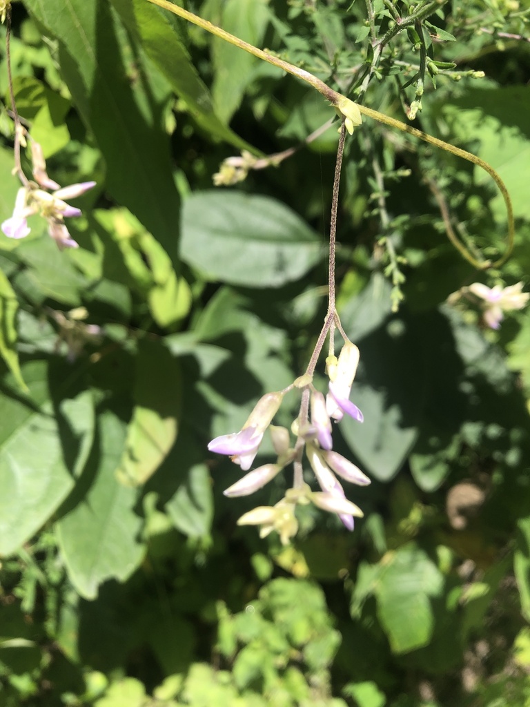 American hog-peanut from Pisgah National Forest, Elk Park, NC, US on ...