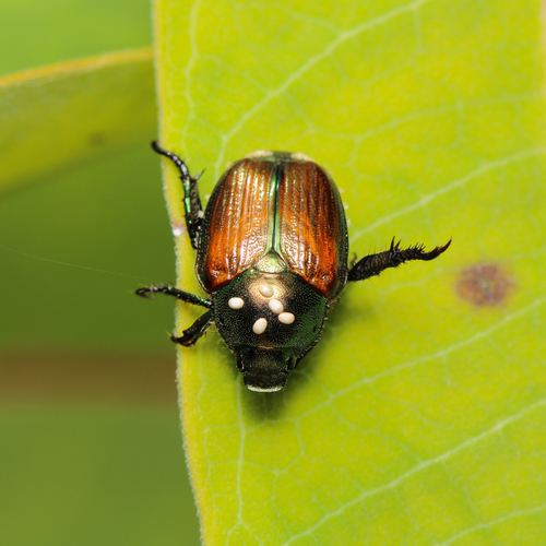 Winsome Fly photo 4
