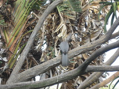 Corythaixoides concolor bechuanae