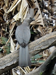 Corythaixoides concolor bechuanae