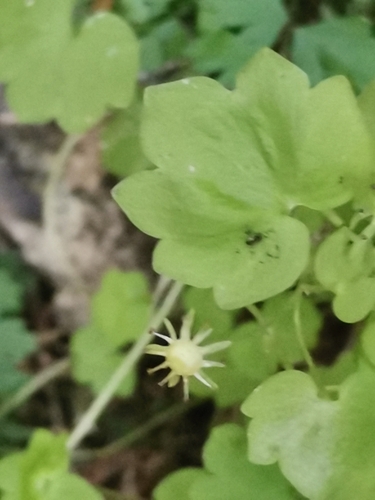Image of Saxifraga paradoxa by (c) Ljaž, some rights reserved (CC BY)