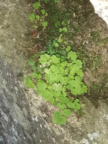 Image of Saxifraga paradoxa by (c) Ljaž, some rights reserved (CC BY)