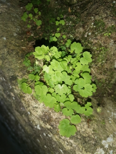 Image of Saxifraga paradoxa by (c) Ljaž, some rights reserved (CC BY)