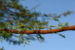 Vachellia karroo