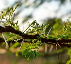 Vachellia karroo