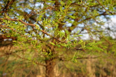 Vachellia karroo