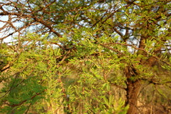Vachellia karroo