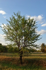 Vachellia karroo