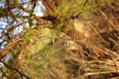 Vachellia karroo
