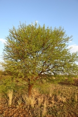 Vachellia karroo