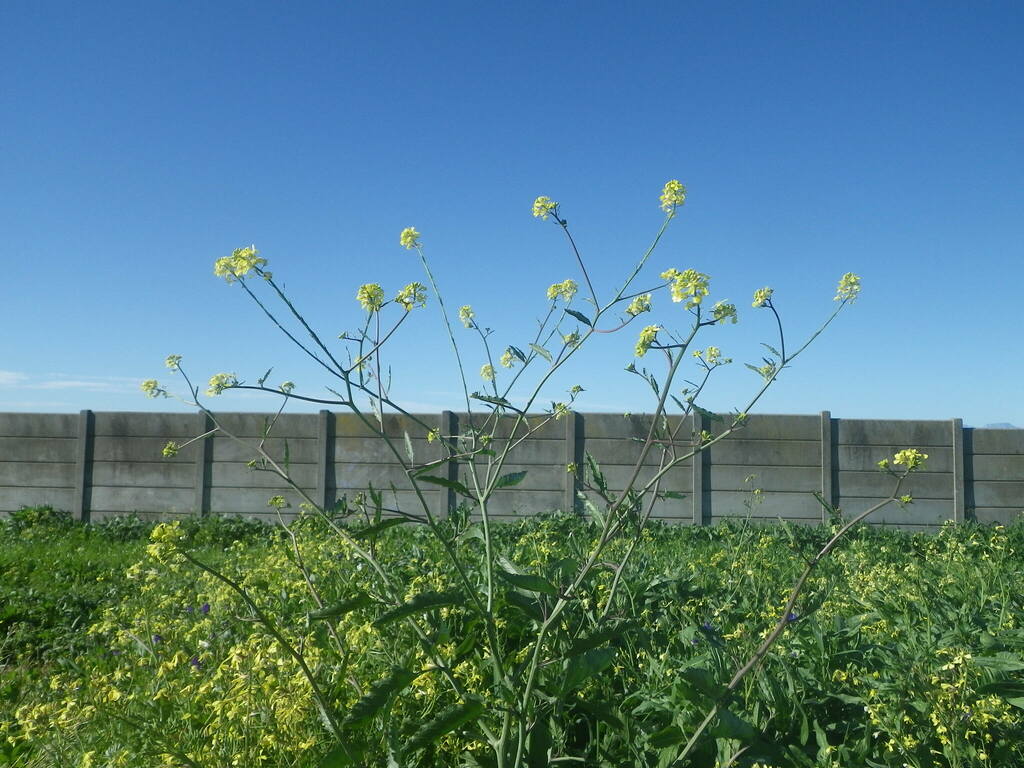 annual bastard cabbage from Durbanville, Cape Town, South Africa on