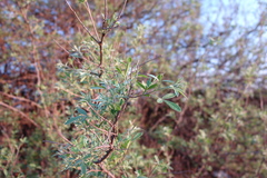 Searsia pyroides pyroides