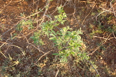 Searsia pyroides pyroides