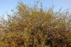 Searsia pyroides pyroides