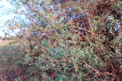Searsia pyroides pyroides