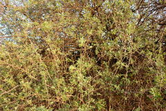 Searsia pyroides pyroides