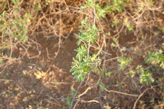Searsia pyroides pyroides