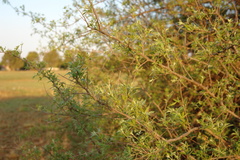 Searsia pyroides pyroides