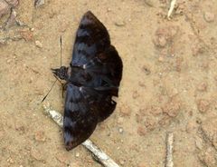 Pellicia vecina