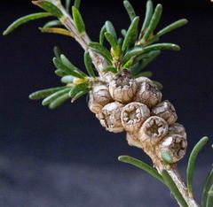 Melaleuca parvistaminea