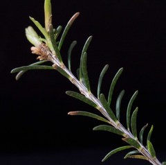 Melaleuca parvistaminea