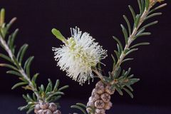 Melaleuca parvistaminea