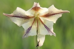 Gladiolus longicollis longicollis