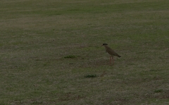 Vanellus coronatus coronatus