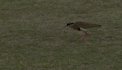 Vanellus coronatus coronatus