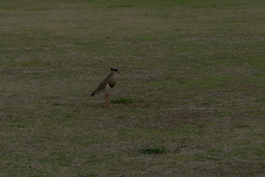 Vanellus coronatus coronatus