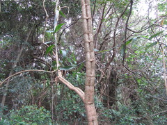 Cyphostemma hypoleucum