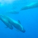 コビレゴンドウ