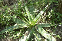 Aloe transvaalensis