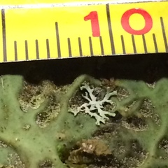 Hypogymnia lophyrea