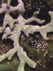 Hypogymnia lophyrea