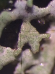 Hypogymnia lophyrea
