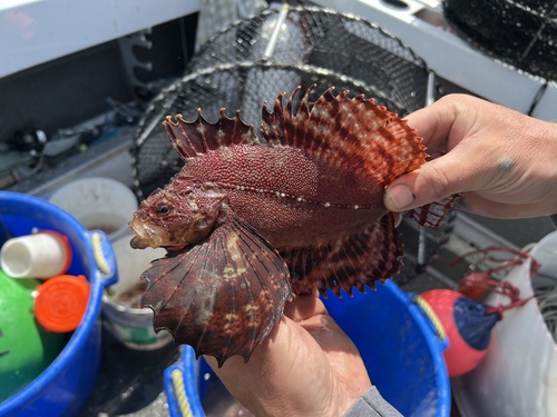 Crested sculpin (Blepsias bilobus) — Hemitripteridae