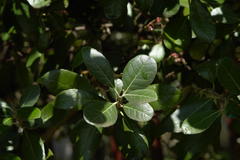 Feijoa sellowiana
