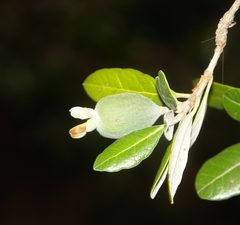 Feijoa sellowiana