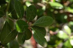 Feijoa sellowiana