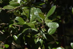 Feijoa sellowiana