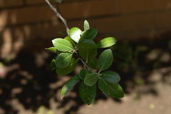 Feijoa sellowiana