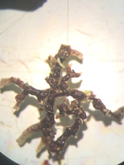 Hypogymnia lophyrea