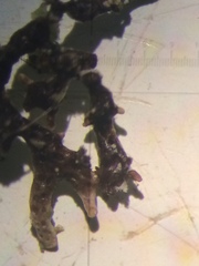 Hypogymnia lophyrea
