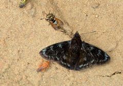 Mictris crispus