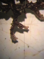 Hypogymnia lophyrea